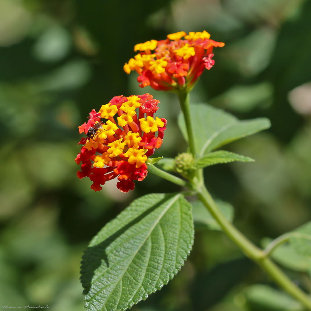 Lantana Camara
